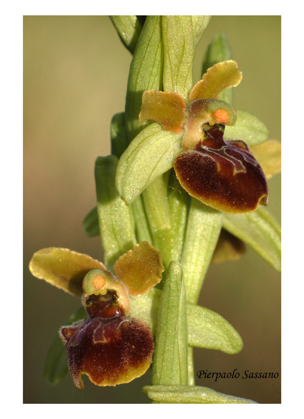 Ophrys sphegodes